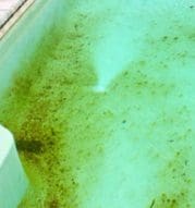 algae mustard ตะไคร่น้ำสีน้ำตาล