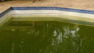 ตะไคร่น้ำเขียว