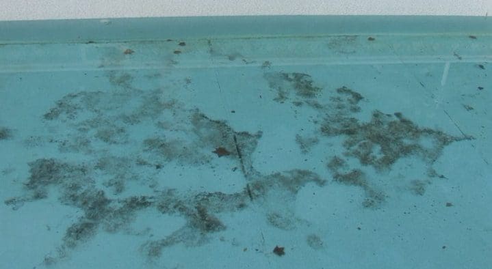 ตะไคร่น้ำสีดำ